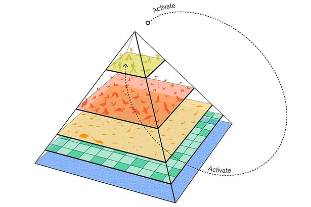 The saline pyramid of species