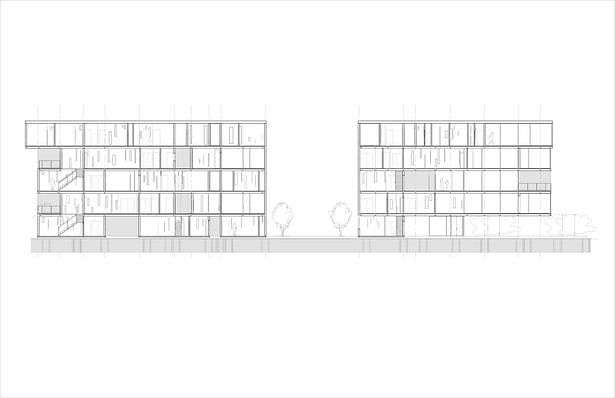 Longitudinal Section