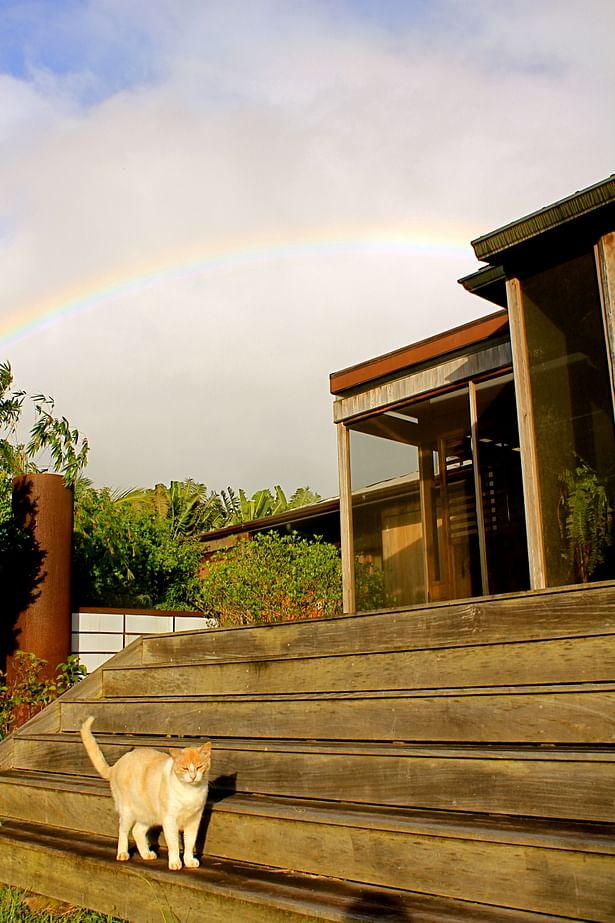 Cat and rainbow