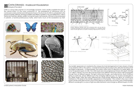 Chiton - Structural Aesthetics 