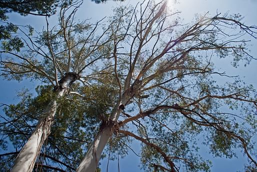 Eucalyptus trees are a fire hazard in California and across the world. Image courtesy of Needpix. 