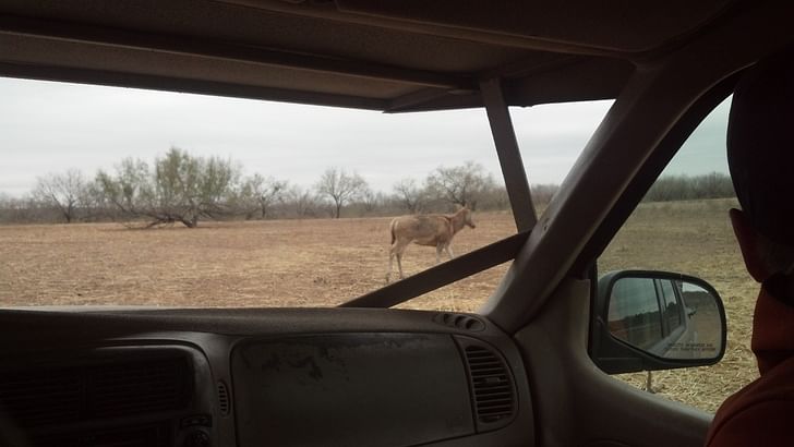'And now we're in Africa; we're on fucking safari... Gazelles watch us with full, orphan eyes. Here they are, the descendants of vaudeville circus and roadside petting zoos, marooned a world away in West Texas.' from 'Field Transmissions from W. Texas,' published in MANIFEST 1 Credit: GRNASFCK