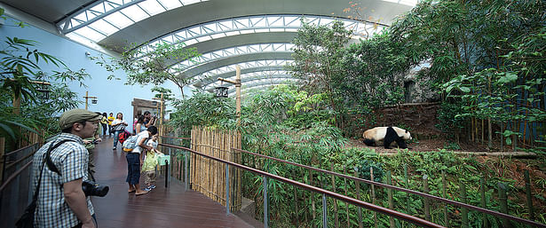 reserving the site’s natural topography, the panda enclosure is served by an elevated walkway that allows encounters with the pandas at eye level