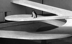 Modernist penguin pool is beyond repair, says architect's daughter
