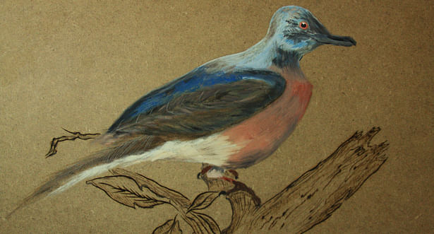 passenger pigeon 2014.