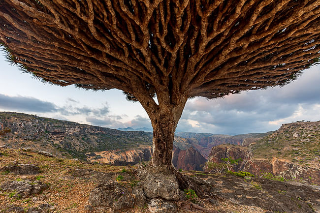 Soqotra Archipelago, Yemen: The Soqotri people seek to protect and promote their identity through cultural mapping and inventory of their rich heritage across the Soqotra Archipelago. Pictured: Dragon blood tree at Diksam in Soqotra. Image courtesy Chris Miller