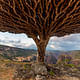 Soqotra Archipelago, Yemen: The Soqotri people seek to protect and promote their identity through cultural mapping and inventory of their rich heritage across the Soqotra Archipelago. Pictured: Dragon blood tree at Diksam in Soqotra. Image courtesy Chris Miller