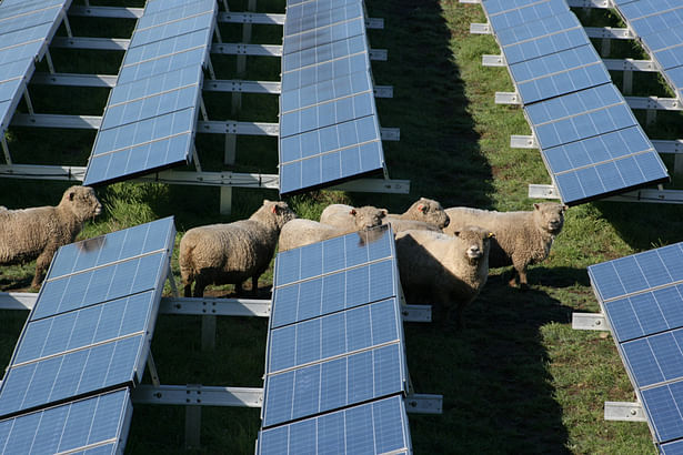 Limoneira solar, and sheep