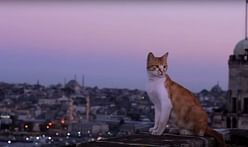 ‘Meowtropolis’: In ‘Kedi,’ A City of Cats Reveals Secrets of Urban Development