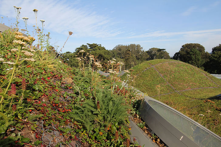 Close-up of window on Paul Kephart's green roof of the California Academy of Sciences. Image courtesy of Rana Creek Design.