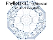 PRiMA 8: The Sarasvati Sequence of Phyllotaxis