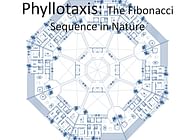 PRiMA 8: The Sarasvati Sequence of Phyllotaxis