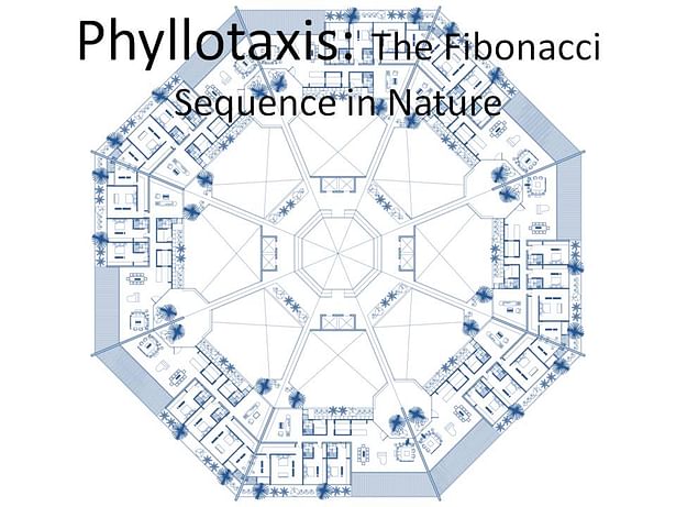 Phyllotaxis: The Fibonacci Sequence in Nature