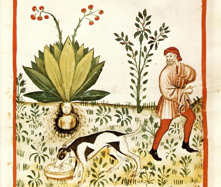 'Mandragora officinarum' or mandrake is a root that can resemble a human body and has hallucinogenic properties. According to medieval superstitions, when the root was dug up it would release a scream that would kill any human that heard it. Credit: Wikipedia 