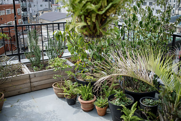 The top floor terrace became a small garden