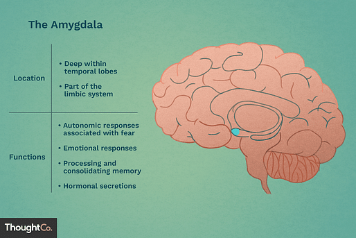 Amygdala location and function