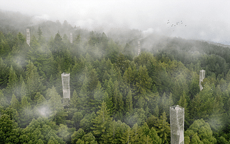 Tulane Graduate Jacob Smiley Creates "Symbiotic Design Strategies" for Redwood Conservation