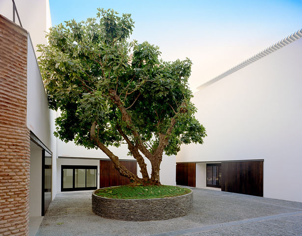 New courtyard embraces existing fig tree