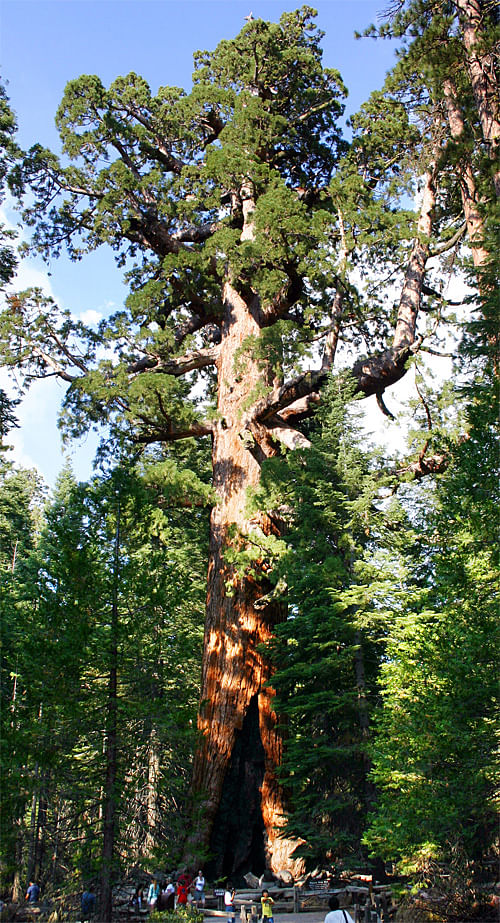 Being a main attraction in Yosemite National Park certainly makes one a very famous tree: The 'Grizzly Giant' is a landmark ancient Giant redwood. (Photo: Mike Murphy; Image via Wikipedia)