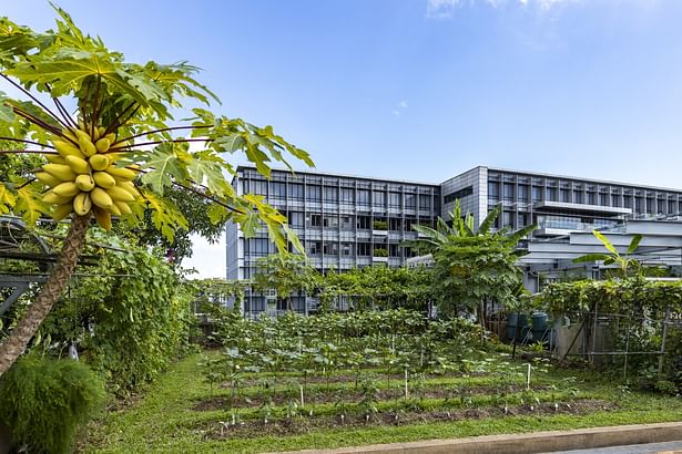 This urban farming area in Khoo Teck Puat Hospital promotes healing and wellness in the community. (Image Credit: CPG Consultants) 