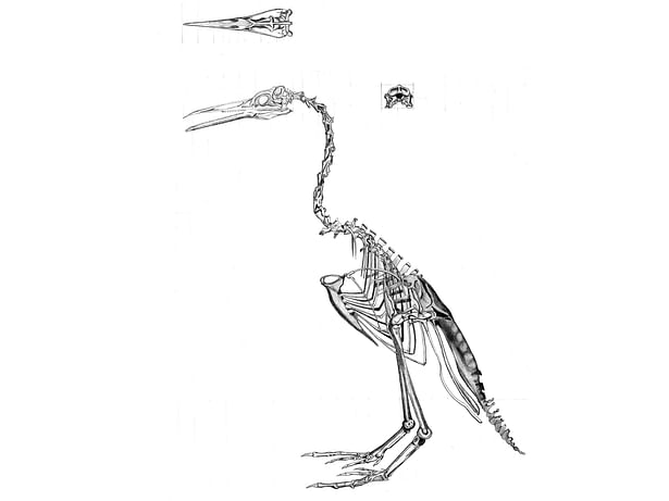 Analysis of bird skeleton