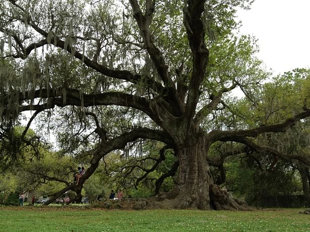 tree of life