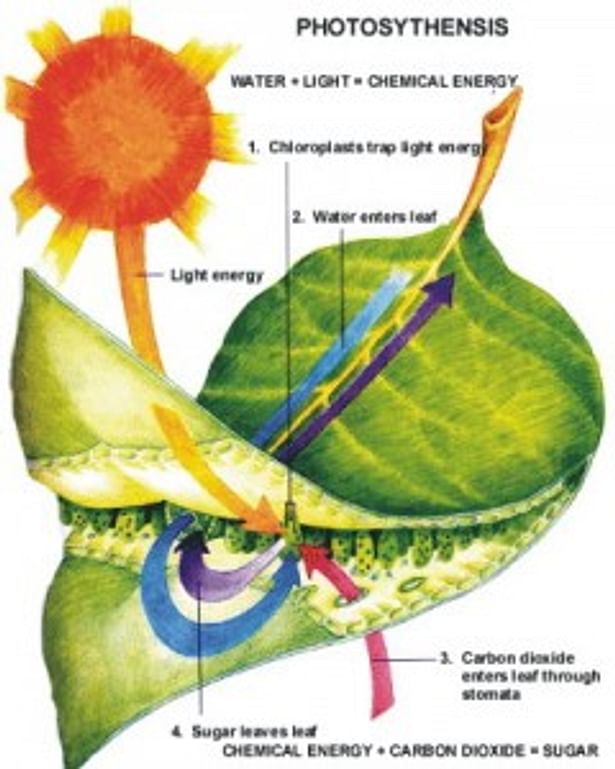 NATURE INTEGRATION ARCHITECTURE