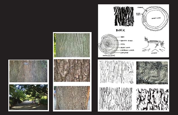 At the site there are many dienent kind of trees. Some of the trees which caught my attention are english elm, oak and cherry tree. What really interest me from the site isthe pattern of the trees. When I did the site visit I observethat how each of the tree has a dierent barkpattern . So I draw the crack of the bark pattern and made the birdhide Skin / wall out of the pattern