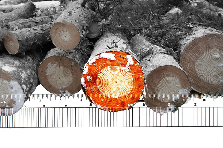 Cross sections through frozen Scots Pine reveal changes in wood color, quality, and growth rate following the Chernobyl disaster. © Timothy Mousseau and Adela Park