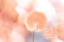 Peach Fuzz is the 2024 Pantone Color of the Year