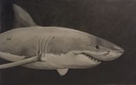 2020 - Drawing - Great White Shark