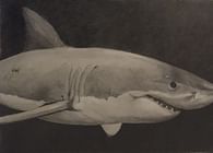 2020 - Drawing - Great White Shark