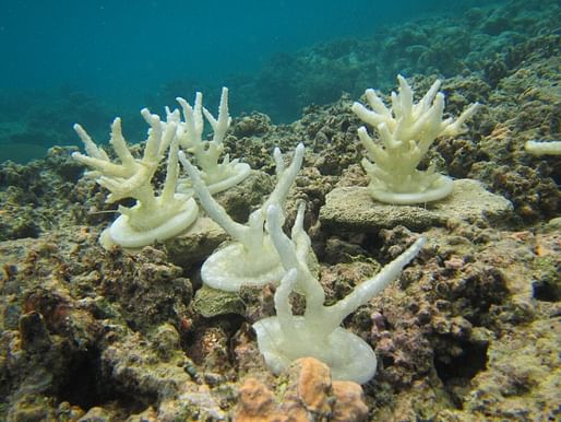 3D-printed coral models. Courtesy of University of Delaware