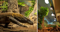 Daylighting a Komodo Dragon Exhibit to Improve Energy Efficiency and Guest Experience 