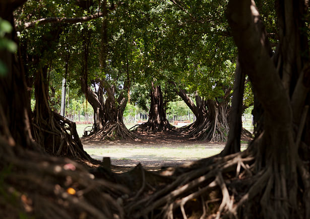 The form of the banyan trees reflects the local climate. It's wide crown, providing shelter against sun and rain, is a perfect expression of Kaohsiung's humid atmosphere. The open, protective shape of the banyan tree becomes a springboard for the design. Its expansive sheltered crown becomes the Banyan Plaza.