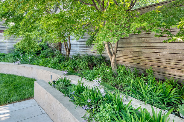 Raised planting creates a thick, textured carpet below the trees’ upward-thrusting branches