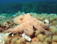 Scientists discover "Octlantis", an underwater city engineered by octopuses 