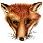 Fox Portrait