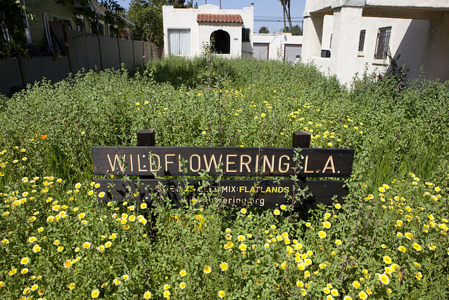 One of the sites of Fritz Haeg's 'Wildflowering LA' in bloom. Credit- LAND