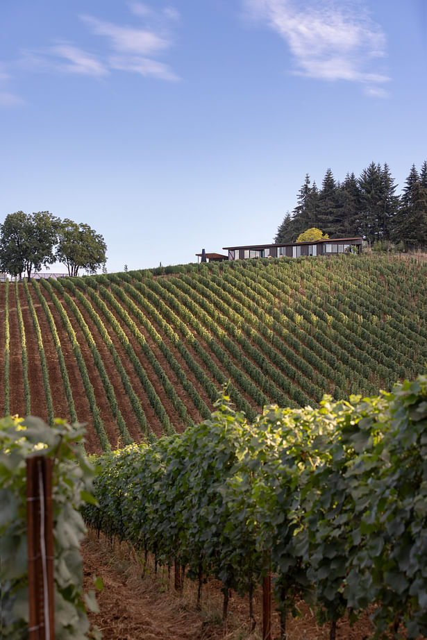 The newly planted vineyard deeply informed the design of the house. PHOTOGRAPHER: Andrew Pogue