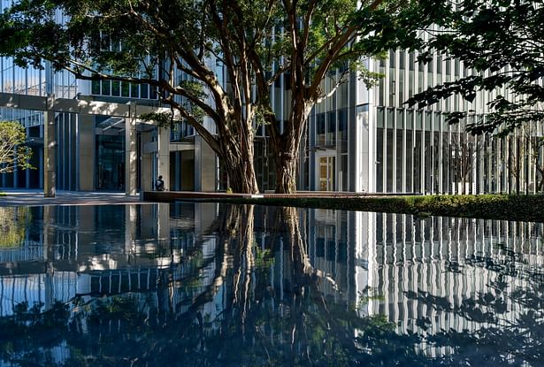 The old banyan trees create an oasis in the city
