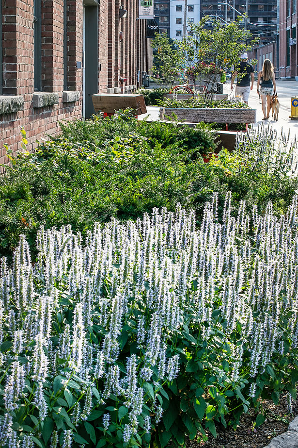 Planting at west parkette