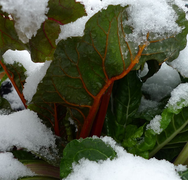 Rainbow chard in the raised beds