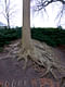 Tree root grasping the hill of the Louisiana Museum