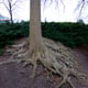 Tree root grasping the hill of the Louisiana Museum