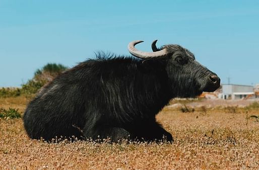 The inland wetlands on the outskirts of Istanbul, home to water Buffalo, will be a focus of the new CLIMAVORE x Jameel research partnership. Image © Deniz Sabuncu.
