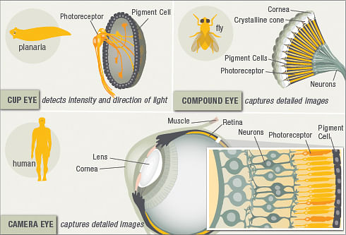 Evolution of our Eyes