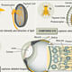 Evolution of our Eyes