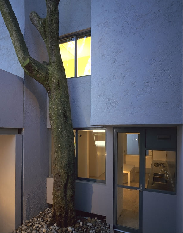 Between the trees. Kitchen entrance.