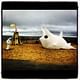 Sparky the Cowfish inflateable had a great day at the beach via Eva Lansberry